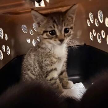 Paw Newman -  Domestic Short Hair Cat for Adoption in Philadelphia, Pennsylvania - Paw Newman | PetCurious