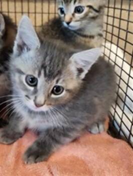 Domestic Short Hair Cats Available for Adoption in Sacramento, California - BLU | PetCurious