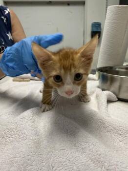 Viper -  Domestic Medium Hair Cat for Adoption in Covington, Louisiana - Viper | PetCurious