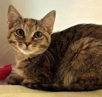 Kestrel 1090-26 -  Domestic Short Hair Cat for Adoption in Cumming, Georgia - Kestrel 1090-26 | PetCurious