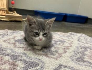 Rescue Domestic Short Hair Cats for Adoption in Bartlesville, Oklahoma - Tinker | PetCurious