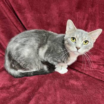 Rescue Domestic Short Hair Cats for Adoption in Waterloo, Iowa - Serbia | PetCurious