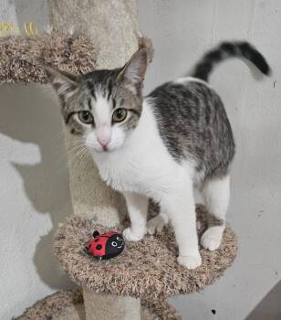 Tabby and Domestic Short Hair Cats Available for Adoption in Burbank, California - Will | PetCurious