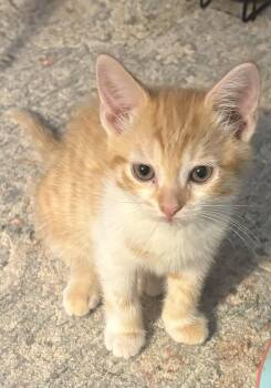 Fanny KITTEN -  Domestic Short Hair Cat for Adoption in Rockaway, New Jersey - Fanny KITTEN | PetCurious