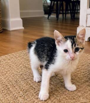 Fire -  Domestic Short Hair and Tabby Cat for Adoption in Homer Glen, Illinois - Fire | PetCurious