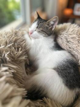 Hennessey -  Domestic Short Hair Cat for Adoption in Arthur, Ontario - Hennessey | PetCurious