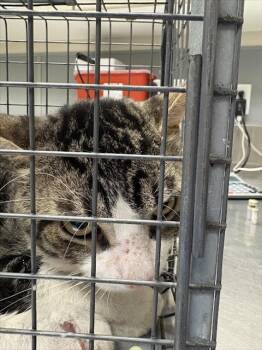 SCOTT -  Domestic Short Hair Cat for Adoption in Las Vegas, Nevada - SCOTT | PetCurious