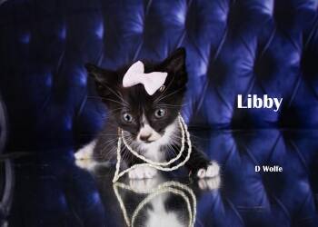 Libby -  Domestic Short Hair Cat for Adoption in York, Nebraska - Libby | PetCurious