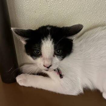 Jack -  Domestic Short Hair Cat for Adoption in Jeffersonville, Indiana - Jack | PetCurious
