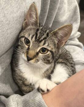 Domestic Short Hair Cats Available for Adoption - Lenses | PetCurious