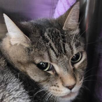 Daisy -  Domestic Short Hair Cat for Adoption in Las Vegas, Nevada - Daisy | PetCurious