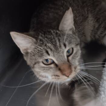Rescue Domestic Short Hair Cats for Adoption in Jupiter, Florida - Marty | PetCurious