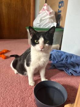 Luna 2 in foster care -  Domestic Short Hair Cat for Adoption in Ellicott City, Maryland - Luna 2 In Foster Care | PetCurious