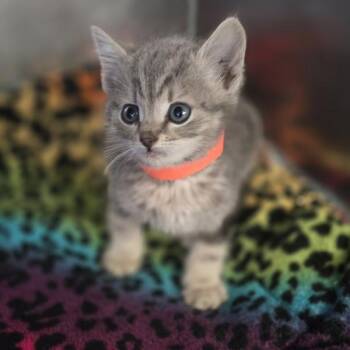 Chalupa -  Domestic Short Hair Cat for Adoption in Oakland, California - Chalupa | PetCurious