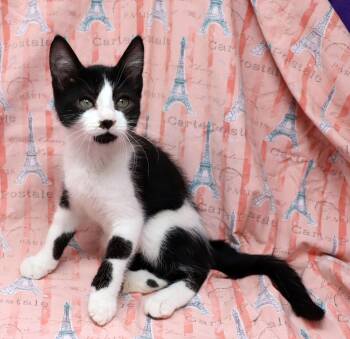 Zebbie -  Domestic Short Hair Cat for Adoption in Tierra Verde, Florida - Zebbie | PetCurious