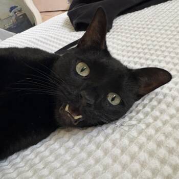 Domestic Short Hair Cats Available for Adoption - Mister C | PetCurious