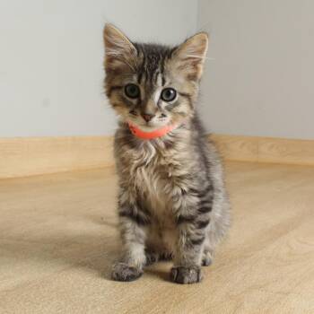 Coda C69825 -  Domestic Medium Hair Cat for Adoption in Minnetonka, Minnesota - Coda C69825 | PetCurious