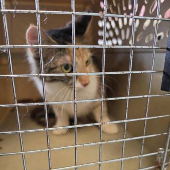 Serafina -  Domestic Long Hair Cat for Adoption in New York, New York - Serafina | PetCurious