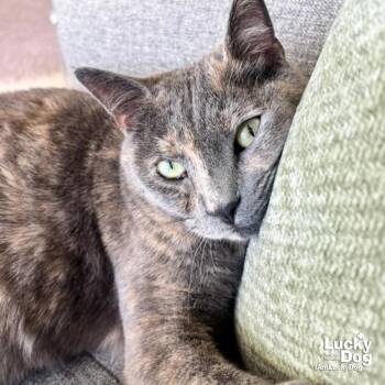 Turnip -  Domestic Short Hair and Tortoiseshell Cat for Adoption in Washington, District Of Columbia - Turnip | PetCurious