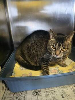 Domestic Short Hair Cats Available for Adoption in Cortland, New York - Oreo | PetCurious