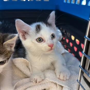 AFL-Stray-18139_2 -  Domestic Short Hair Cat for Adoption in Spring Hill, Kansas - AFL-Stray-18139_2 | PetCurious