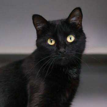 Mayhem -  Domestic Short Hair Cat for Adoption in St. Ignace, Michigan - Mayhem | PetCurious