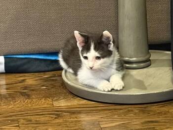 Tony Soprano -  Domestic Short Hair Cat for Adoption in Cincinnati, Ohio - Tony Soprano | PetCurious