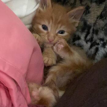 Apollo Knieriem -  Domestic Medium Hair Cat for Adoption in Eagle Mountain, Utah - Apollo Knieriem | PetCurious