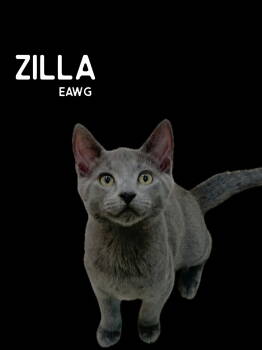Rescue Domestic Short Hair and Russian Blue Cats for Adoption in Pensacola, Florida - Zilla | PetCurious