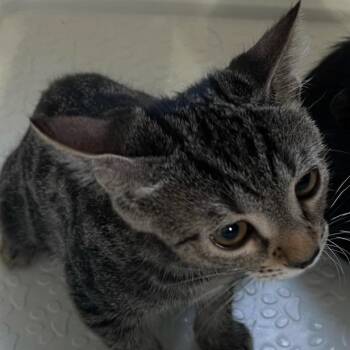 Magie -  Domestic Short Hair Cat for Adoption in Sunrise, Florida - Magie | PetCurious