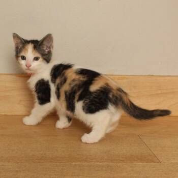 Pineapple Pizza C70231 -  Domestic Short Hair Cat for Adoption in Minnetonka, Minnesota - Pineapple Pizza C70231 | PetCurious