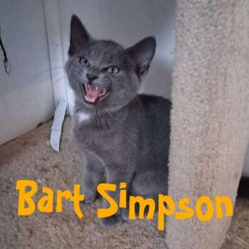 Bart Simpson -  Domestic Short Hair Cat for Adoption in Hillsboro, Ohio - Bart Simpson | PetCurious