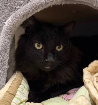 Smokey -  Domestic Long Hair Cat for Adoption in Yankton, South Dakota - Smokey | PetCurious