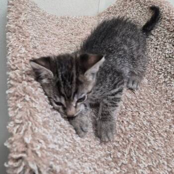 Paula -  Domestic Medium Hair Cat for Adoption in Fort Bragg, California - Paula | PetCurious