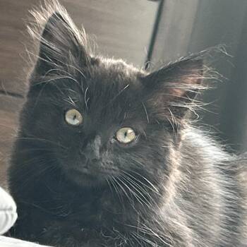 Domestic Long Hair Cats Available for Adoption in Escondido, California - Lily | PetCurious