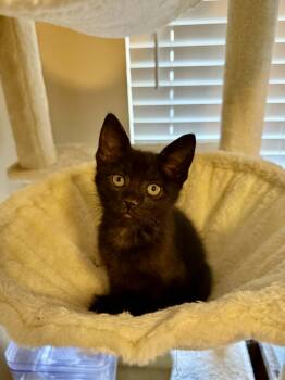 Domestic Short Hair Cats Available for Adoption in Lewis Center, Ohio - Brimsley (Bridgerton Litter) | PetCurious