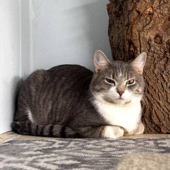 Domestic Short Hair Cats Available for Adoption - Linguine | PetCurious