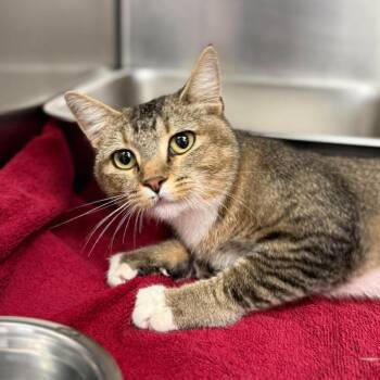"Willy U1473" -  American Shorthair Cat for Adoption in Salt Lake City, Utah - "Willy U1473" | PetCurious
