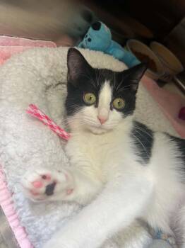 Domestic Short Hair Cats Available for Adoption in Chambersburg, Pennsylvania - Easel | PetCurious