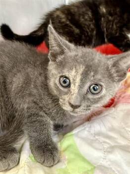 Domestic Short Hair Cats Available for Adoption in San Antonio, Texas - BLANCHE | PetCurious