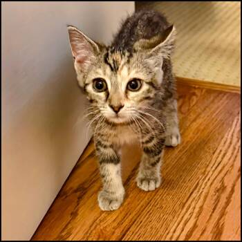 Funny Valentine -  Domestic Short Hair and Tabby Cat for Adoption in Roswell, Georgia - Funny Valentine | PetCurious