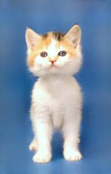 Domestic Short Hair Cats Available for Adoption in Pasadena, California - TAYLOR | PetCurious