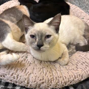 Quiche -  Domestic Short Hair Cat for Adoption in Fresno, California - Quiche | PetCurious