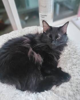 JASPER #1956 - Offered by Owner - Angora -  Turkish Angora Cat for Adoption in Hillsboro, Oregon - JASPER #1956 - Offered By Owner - Angora | PetCurious