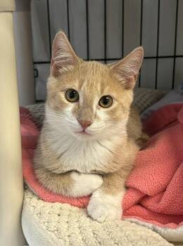 Kendrick -  Tabby and Domestic Short Hair Cat for Adoption in Lombard, Illinois - Kendrick | PetCurious