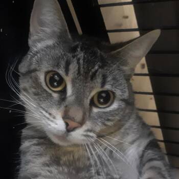 Pancha -  Domestic Short Hair Cat Available for Adoption in Spokane, Washington - Pancha | PetCurious