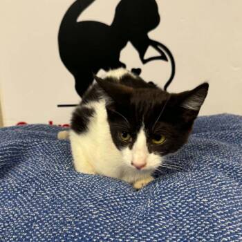 JAMES #1 -  Domestic Short Hair Cat for Adoption in Willows, California - JAMES #1 | PetCurious