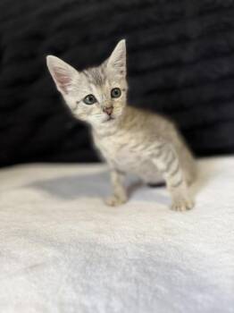 ROMAN -  Tabby Cat for Adoption in Jefferson, Louisiana - ROMAN | PetCurious