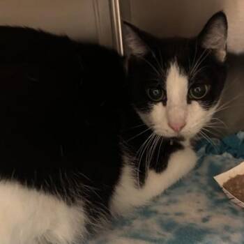 Domestic Short Hair Cats Available for Adoption in Merriam, Kansas - Brother | PetCurious
