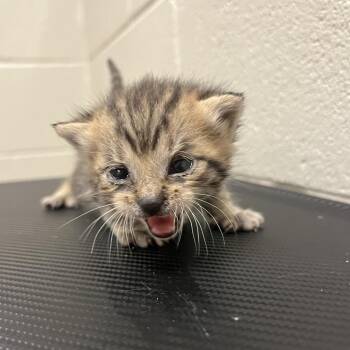 Mario -  Domestic Short Hair Cat for Adoption in Bristol, Indiana - Mario | PetCurious